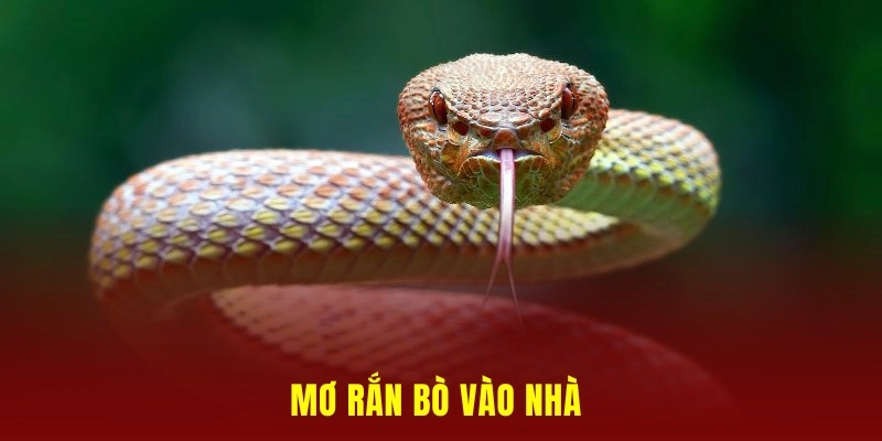 chiêm bao thấy rắn bò vào nhà